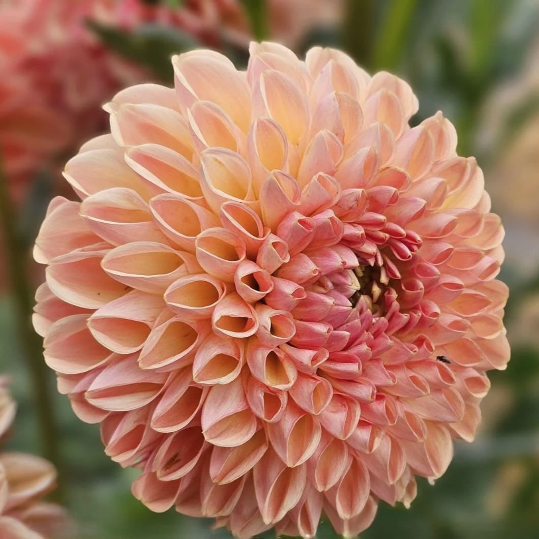 Valley Tawny
