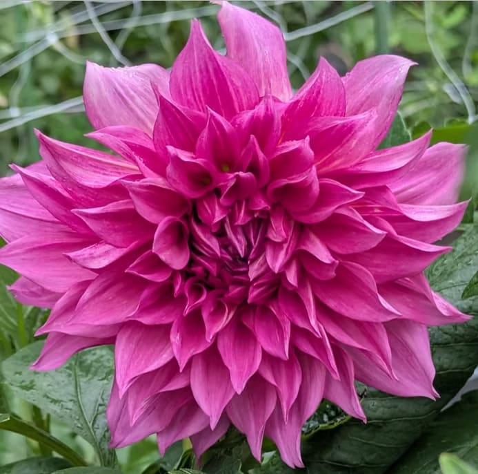 Cafe au Lait Rose