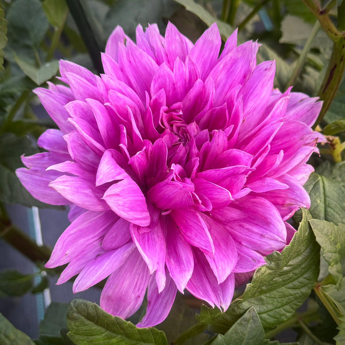 Lilac Time
