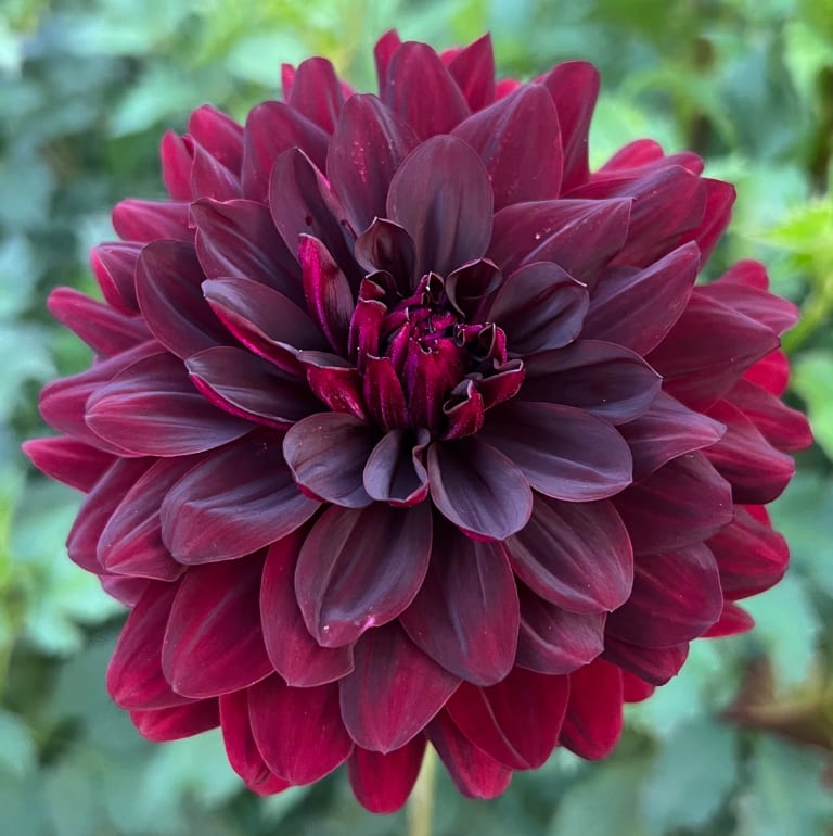 Hollyhill Black Beauty