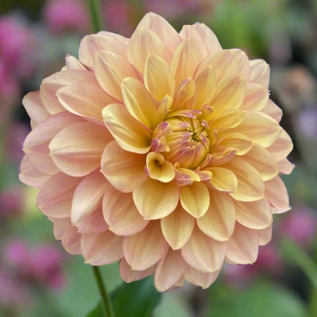 Wyn's New Pastel