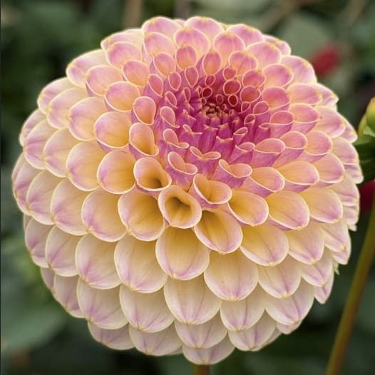Hapet Pearl