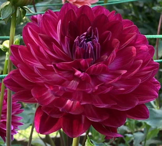 Sandia Bertha