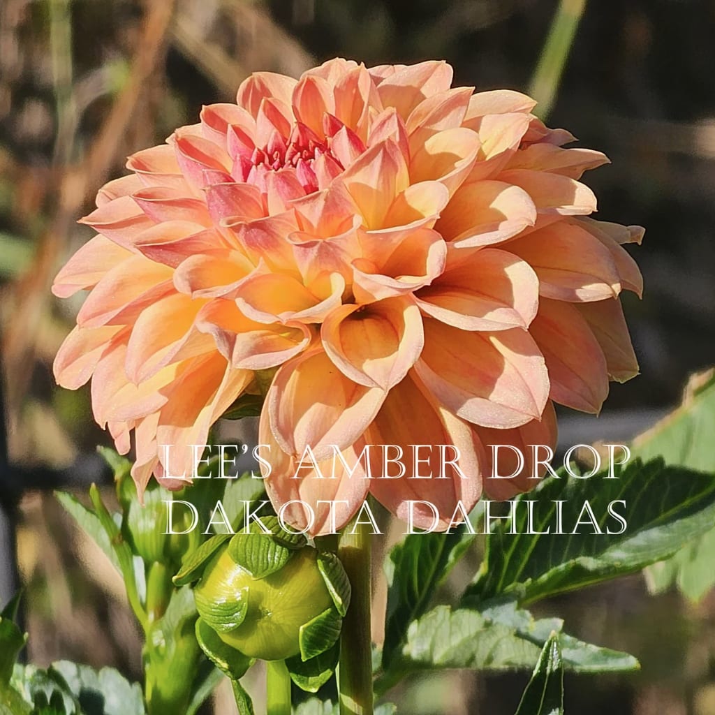 Lee's Amber Drop