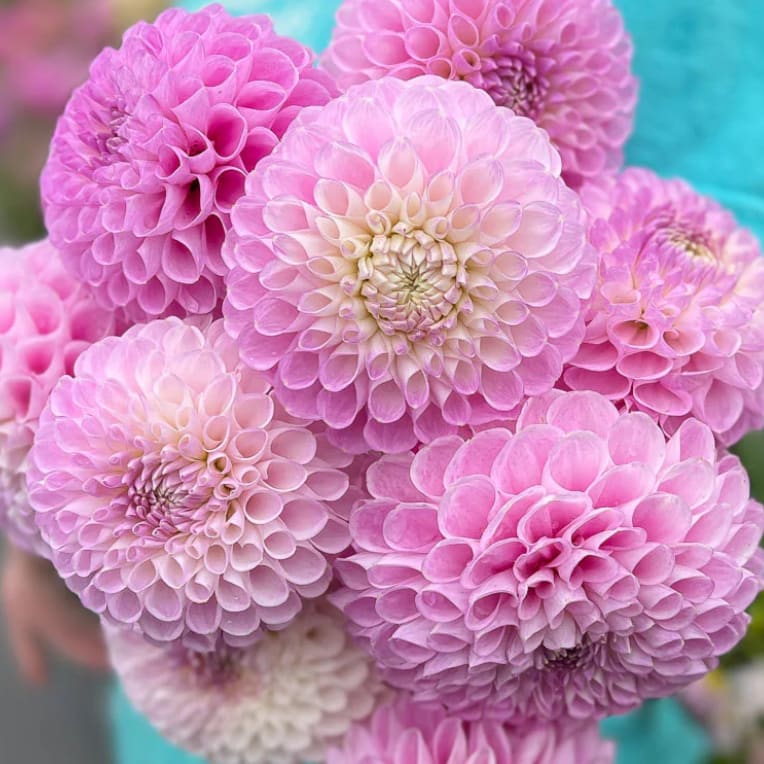 Snoho Sonia