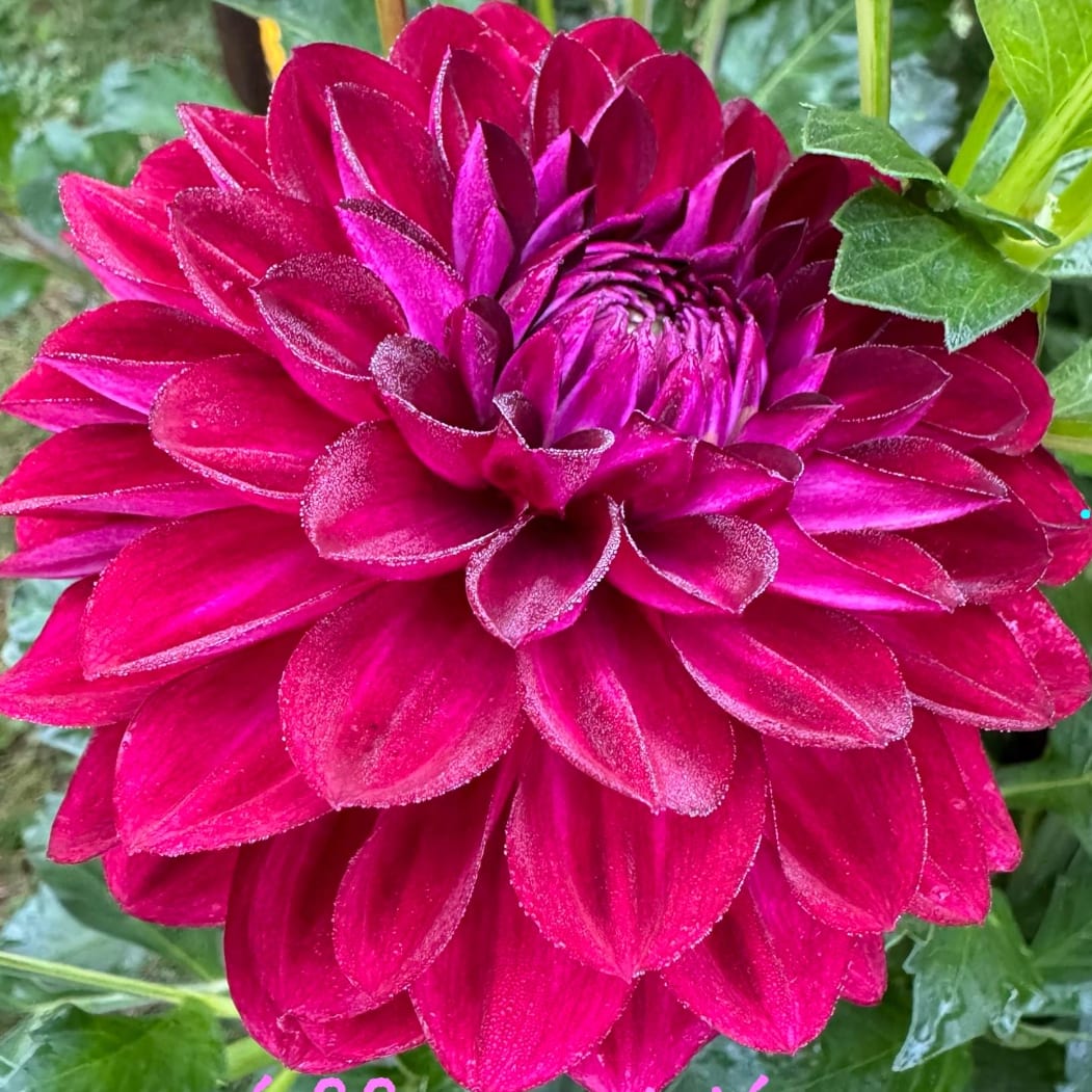 CDP Floriferous