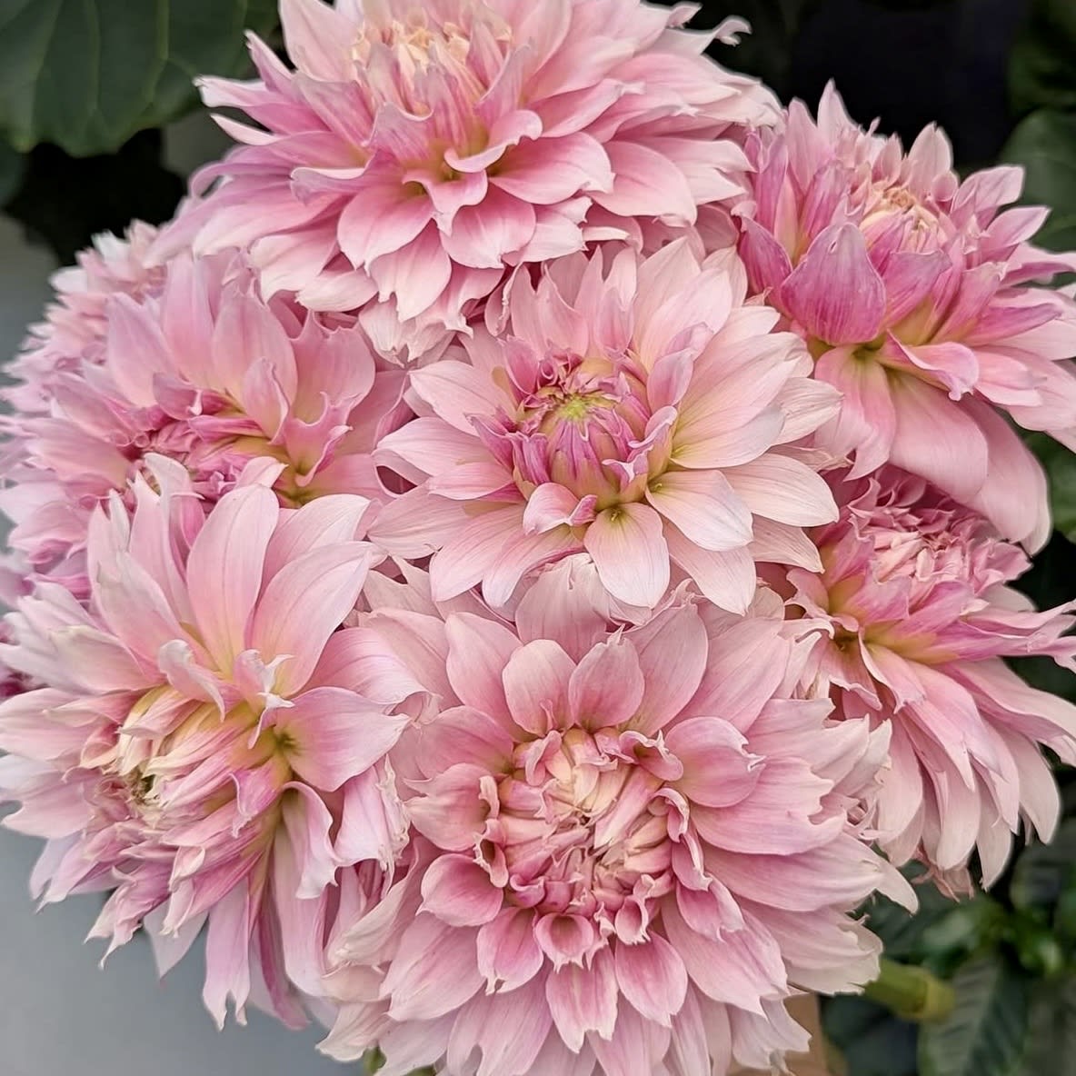 Lee's Angelica