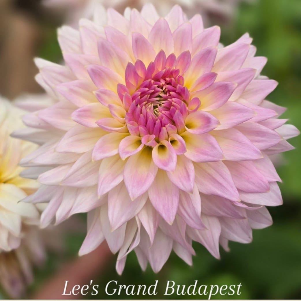 Lee's Grand Budapest