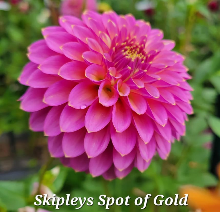 Skipley Spot of Gold