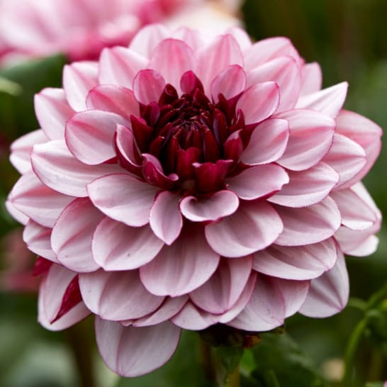Creme de Cassis