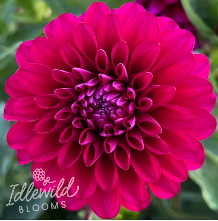 Hollyhill Berry Purple