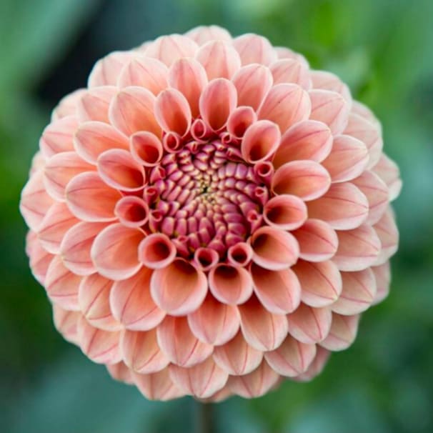 Rose Toscano