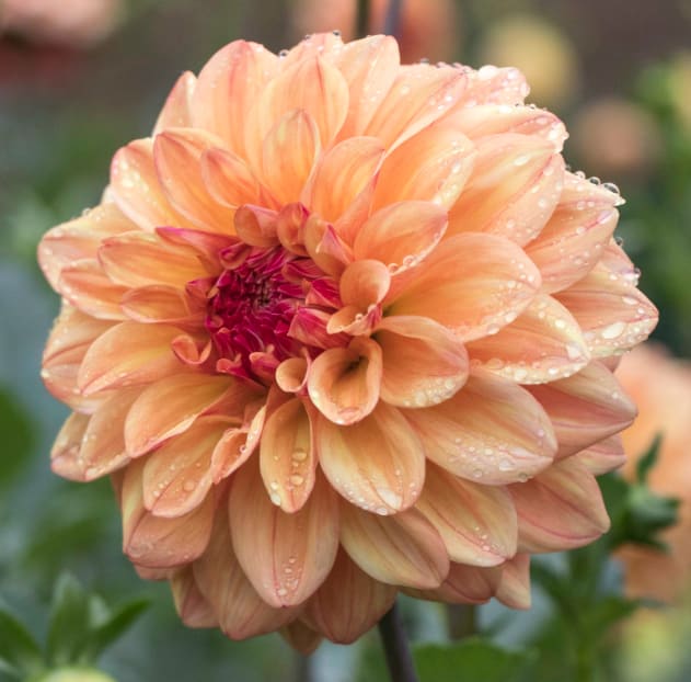 Ferncliff Copper