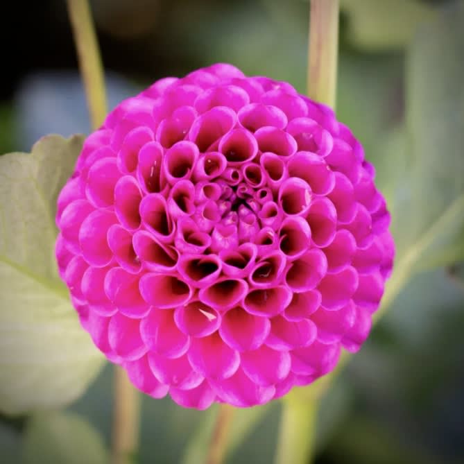 Florelie Hayley