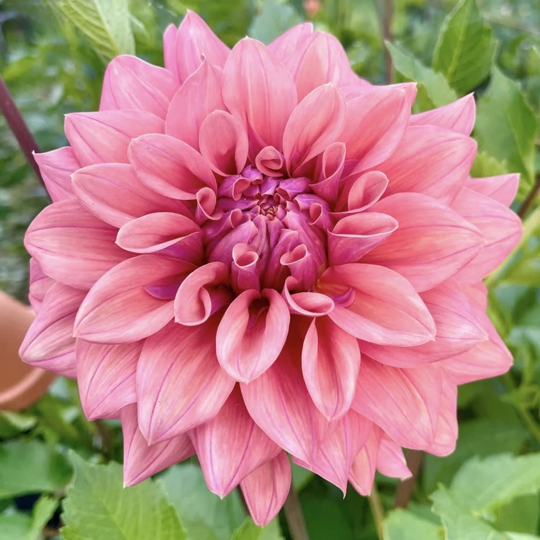 Lileah Caramel Rose