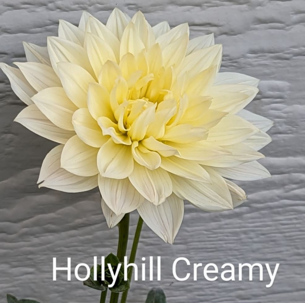 Hollyhill Creamy