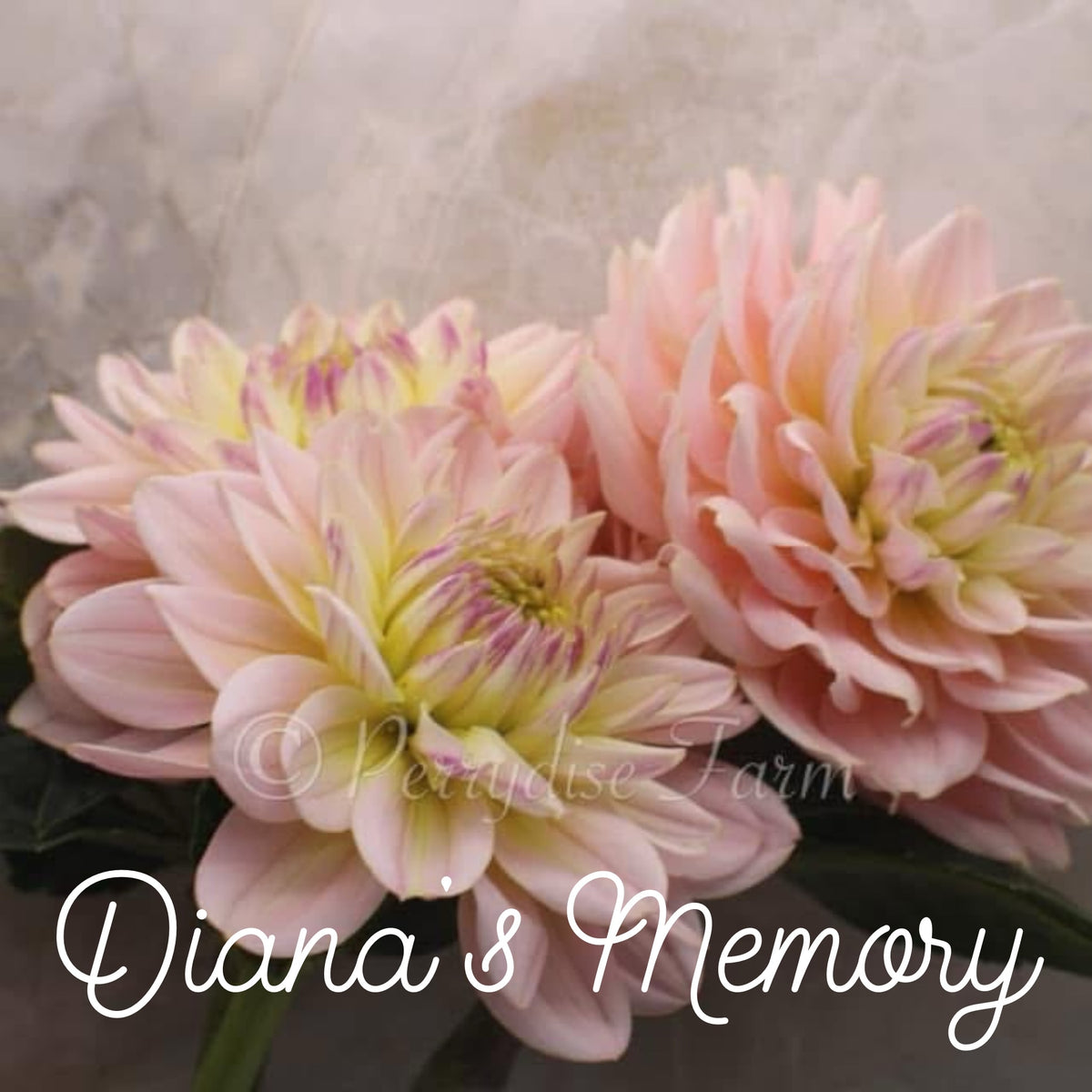 Diana's Memory