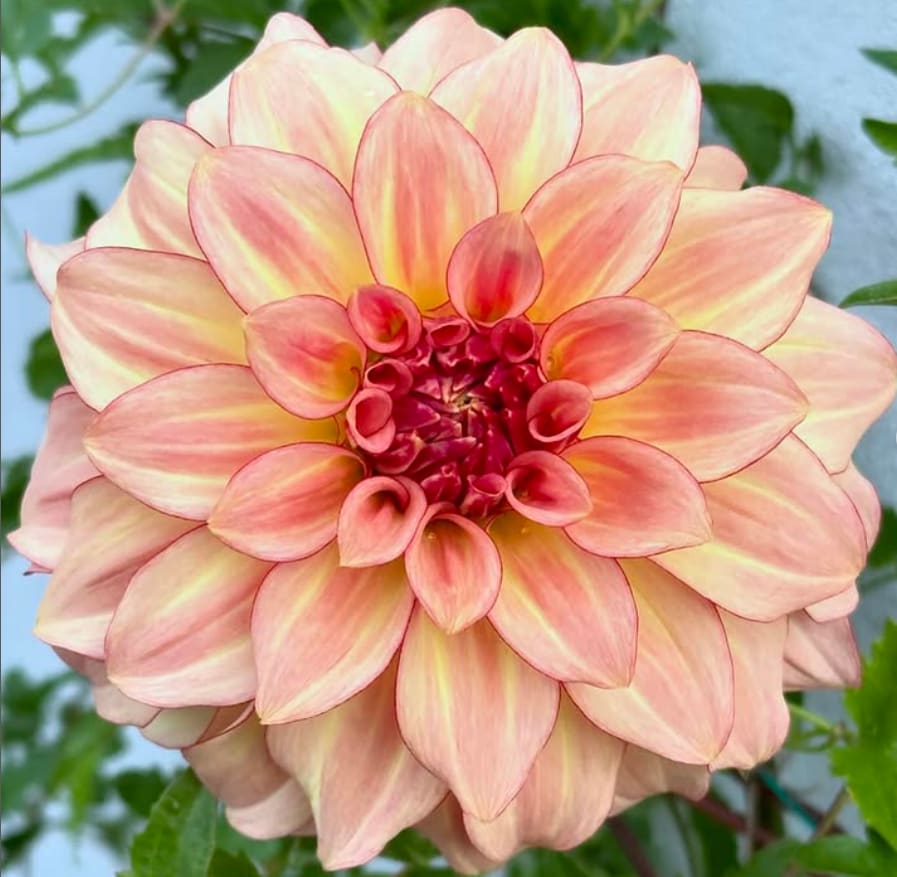 KA's Mocha Katie