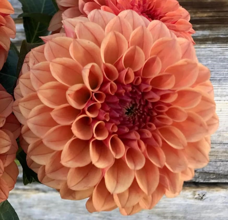 KA's Blood Orange