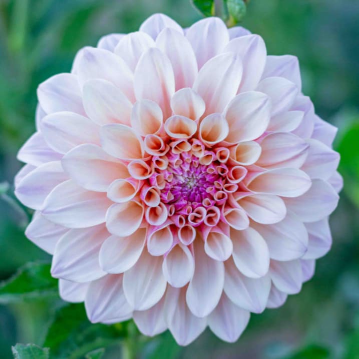 Florelie Antique