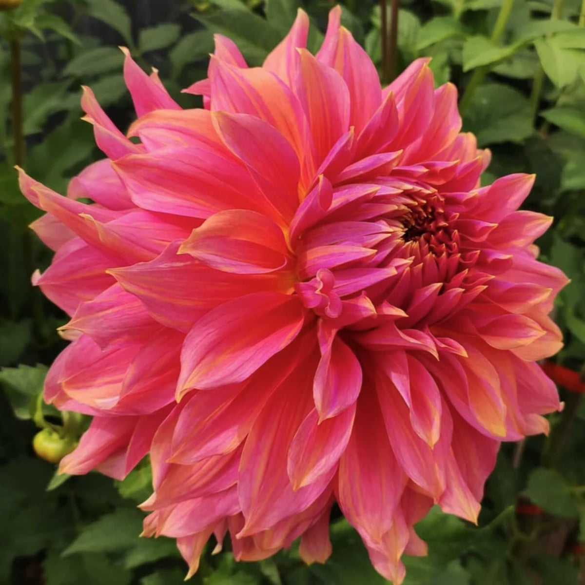 Pink Spur