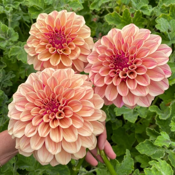 KA's Rhubarb