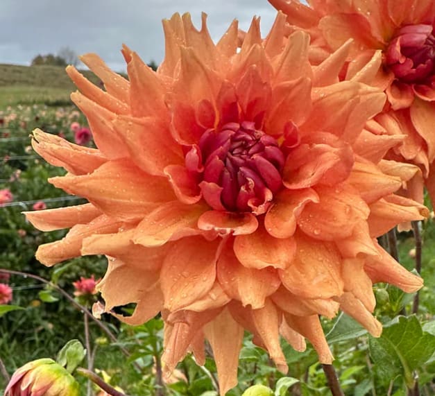 Terracotta