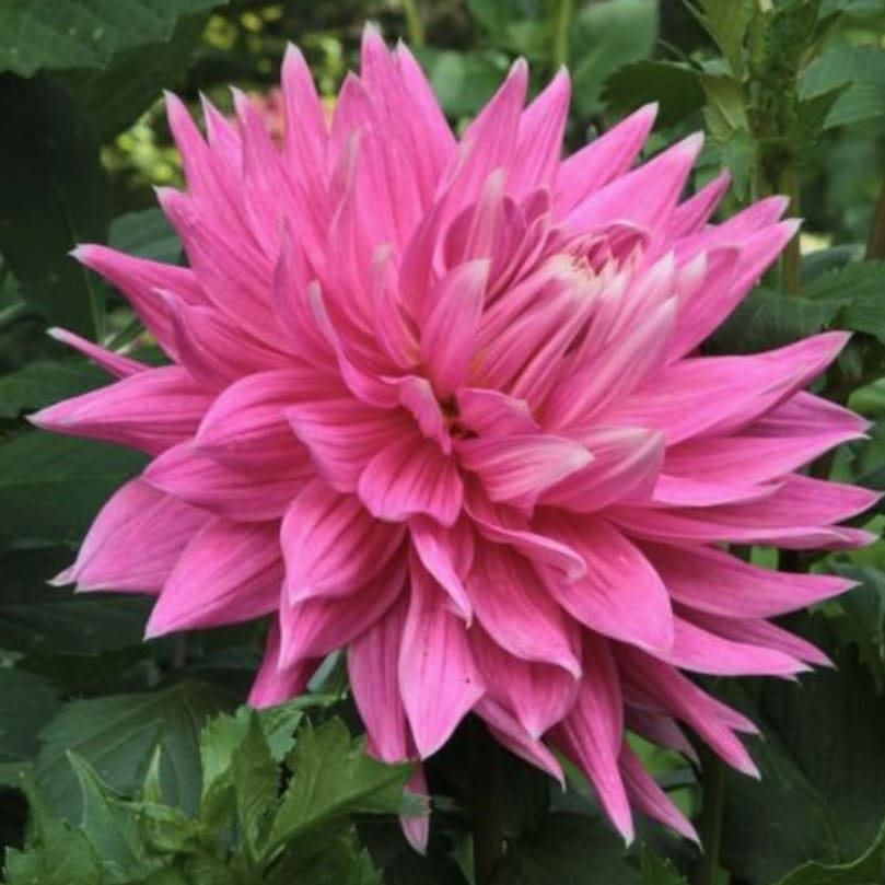 Hollyhill Big Pink