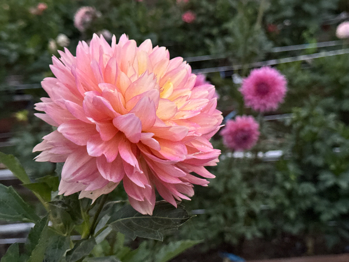 Burfoot Lotus