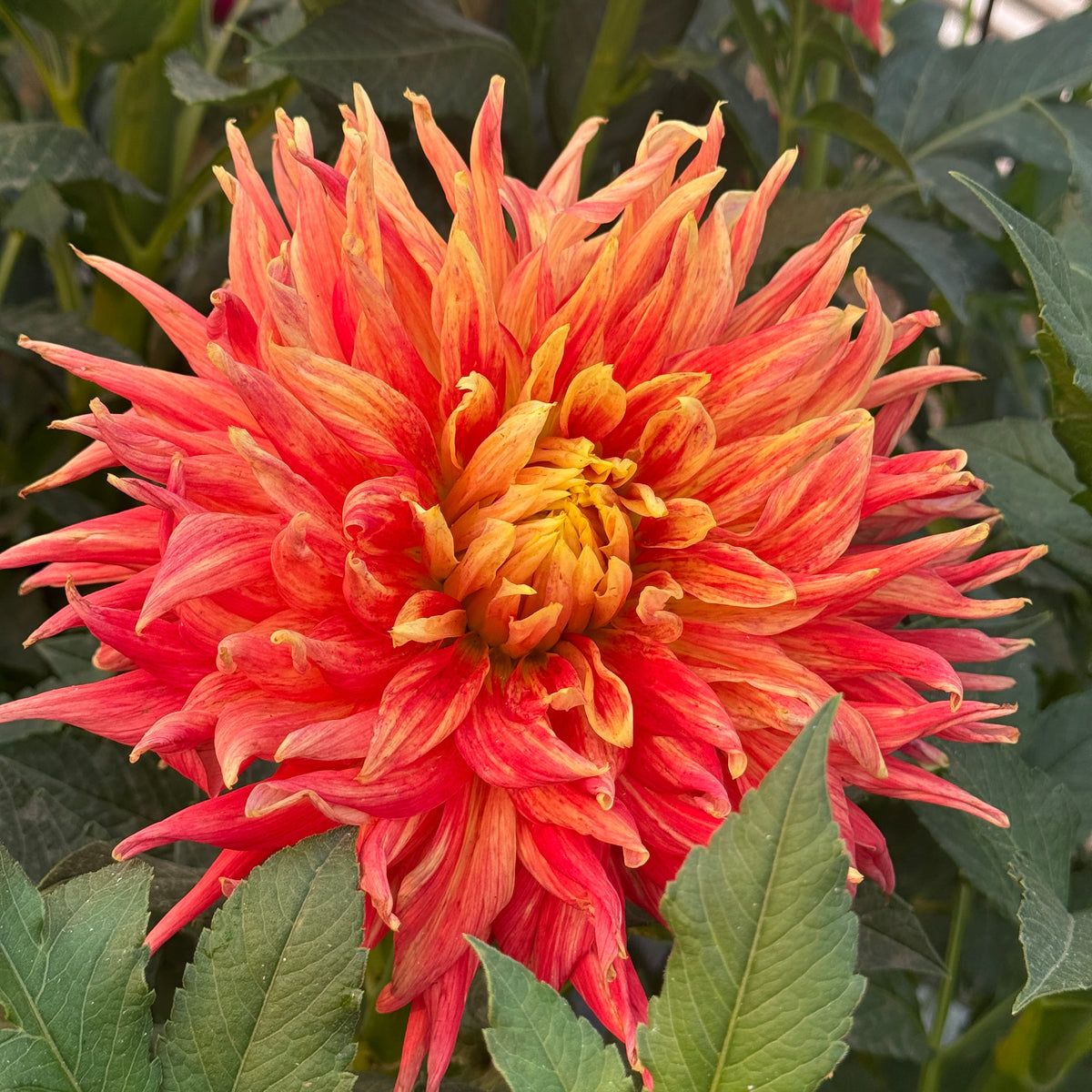 Ferncliff Fuego