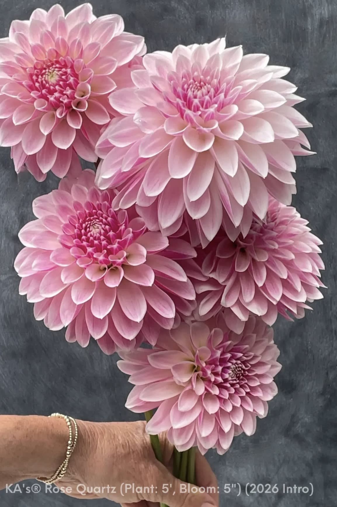 KA's Rose Quartz