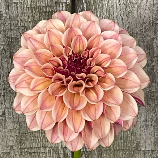 KA's Rhubarb