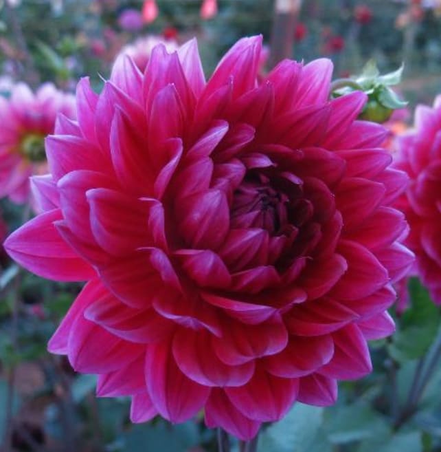 Hollyhill Pandora