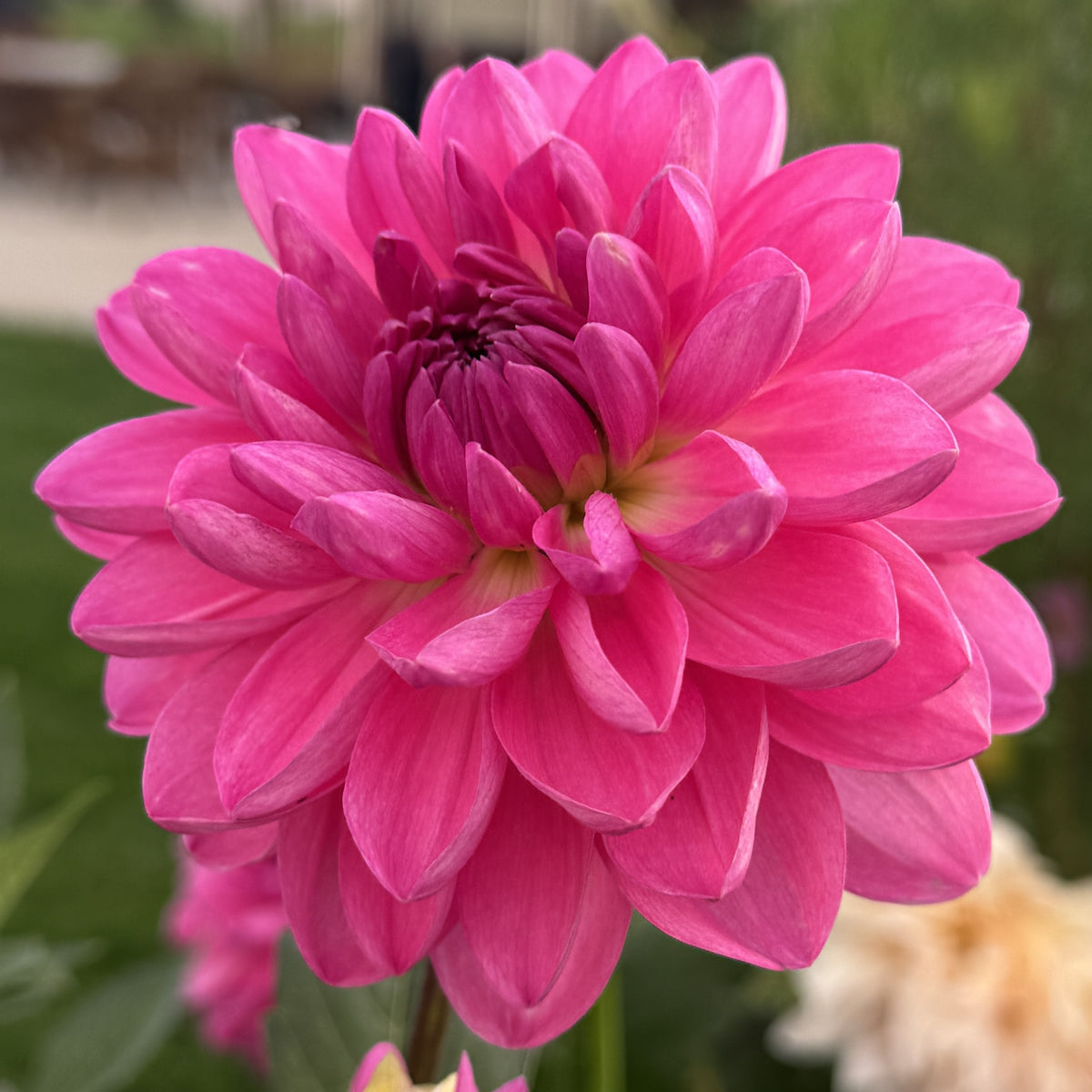Sandia Flirt