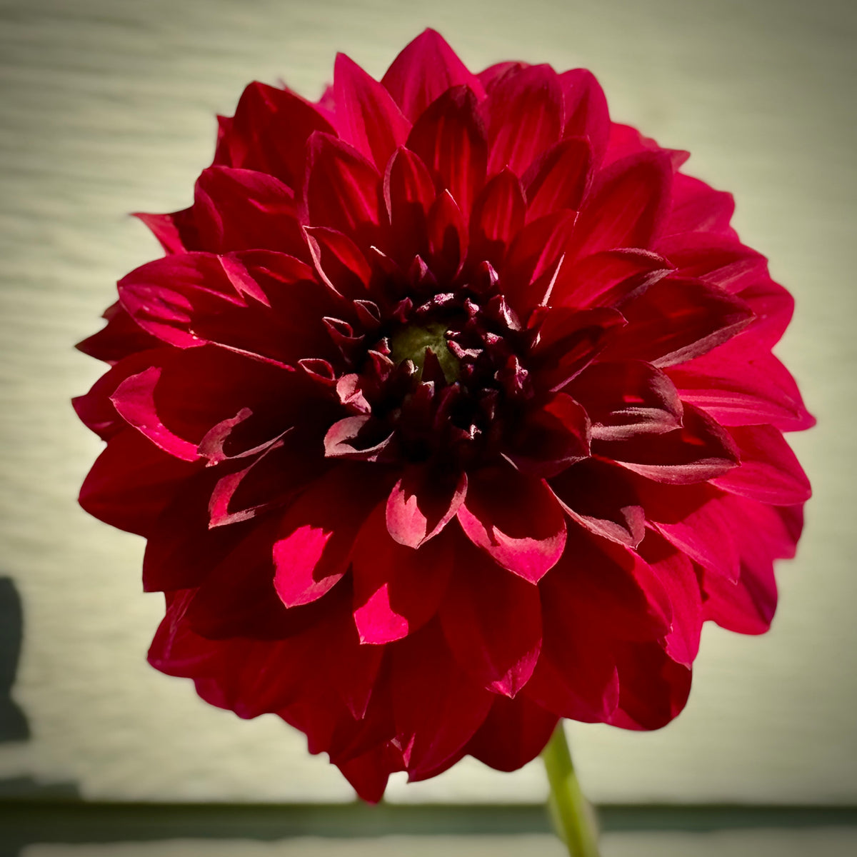 Barbarry Red Baron