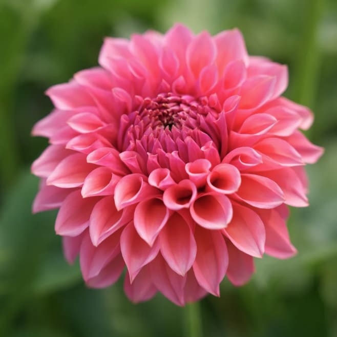 RM Pink Sugar