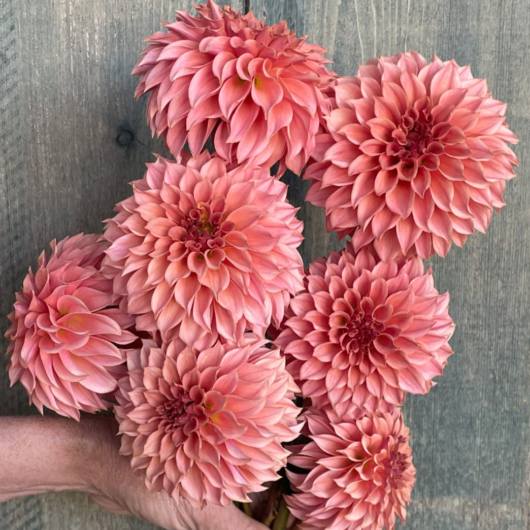 KA's Boho Peach