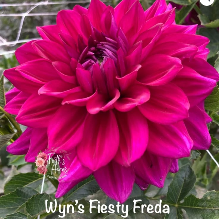 Wyn's Feisty Freda