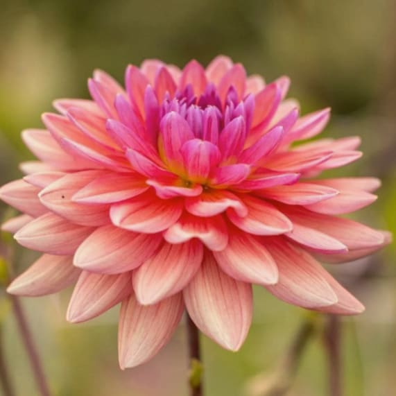 Dutch Pearl