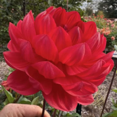 Hollyhill Ruby Rose