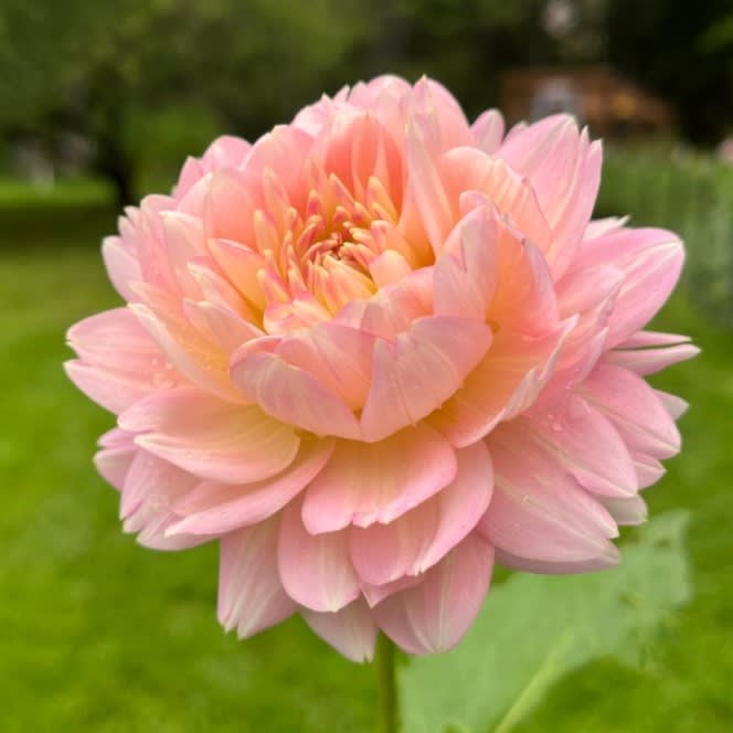 Rosemary Webb
