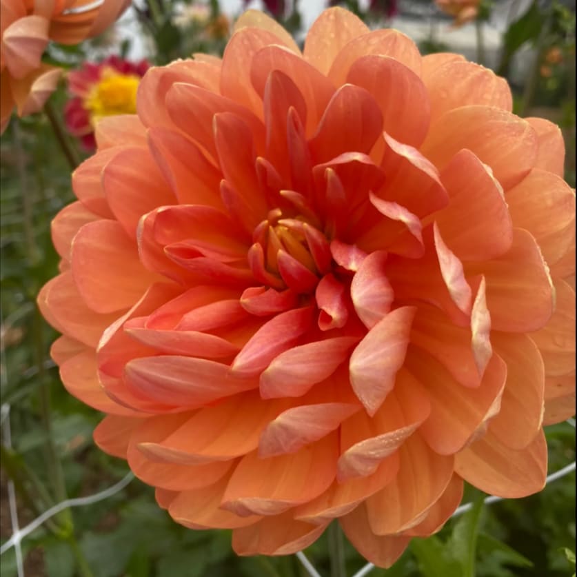 Sandia Susan