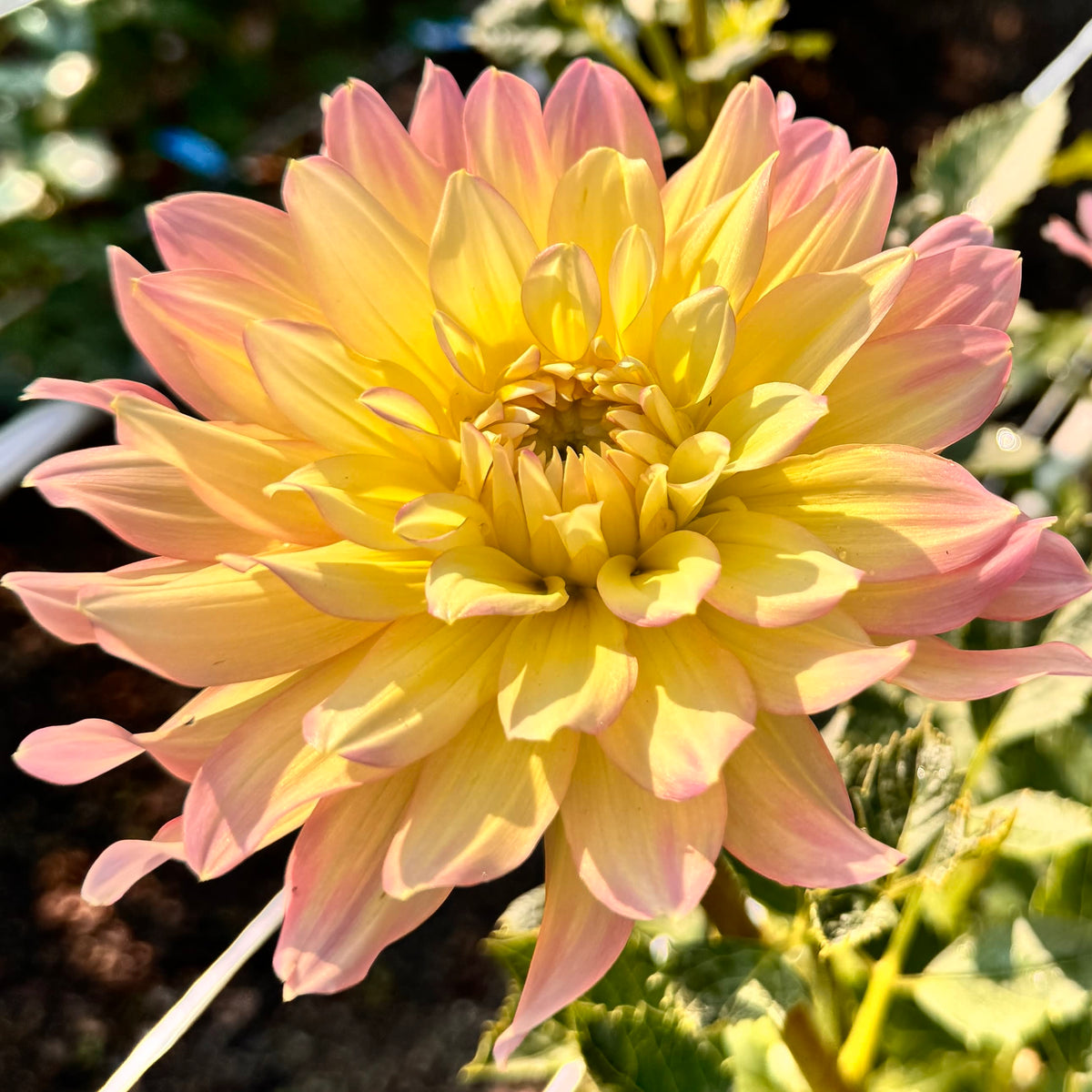 Burfoot Lotus