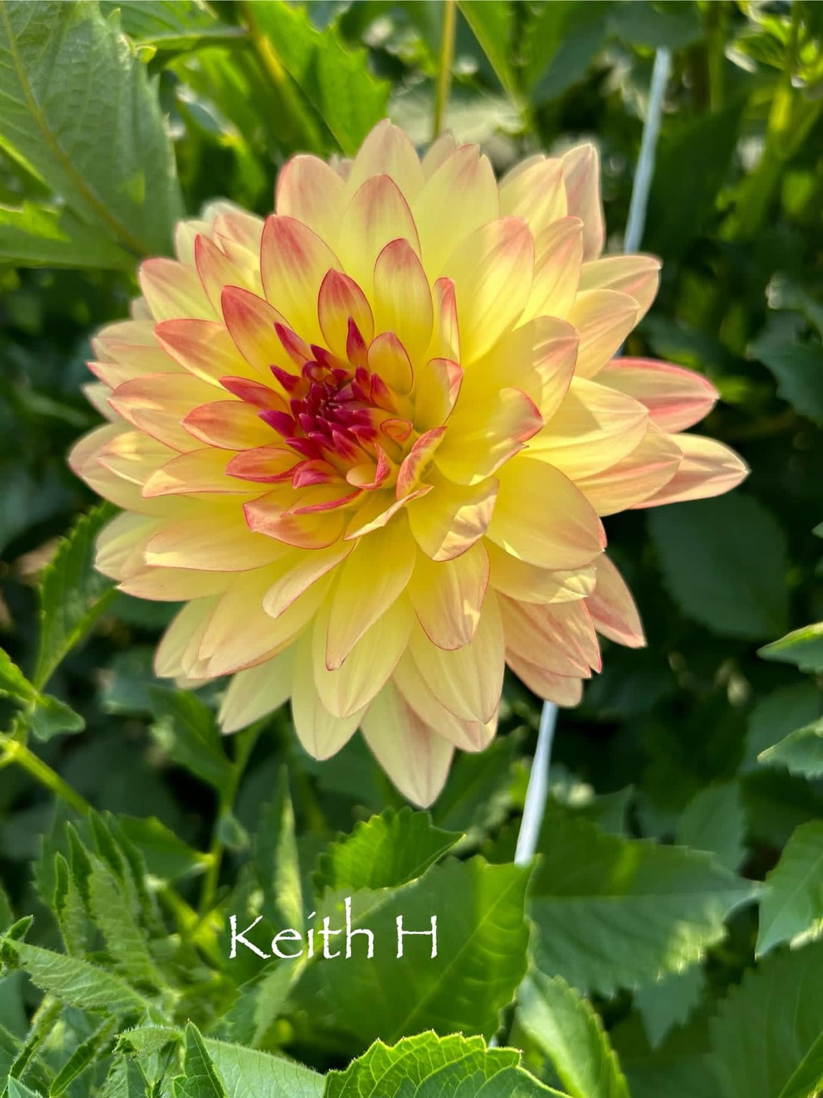 Keith H