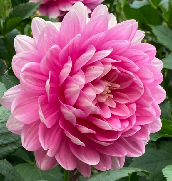 Hollyhill Pink Parfait