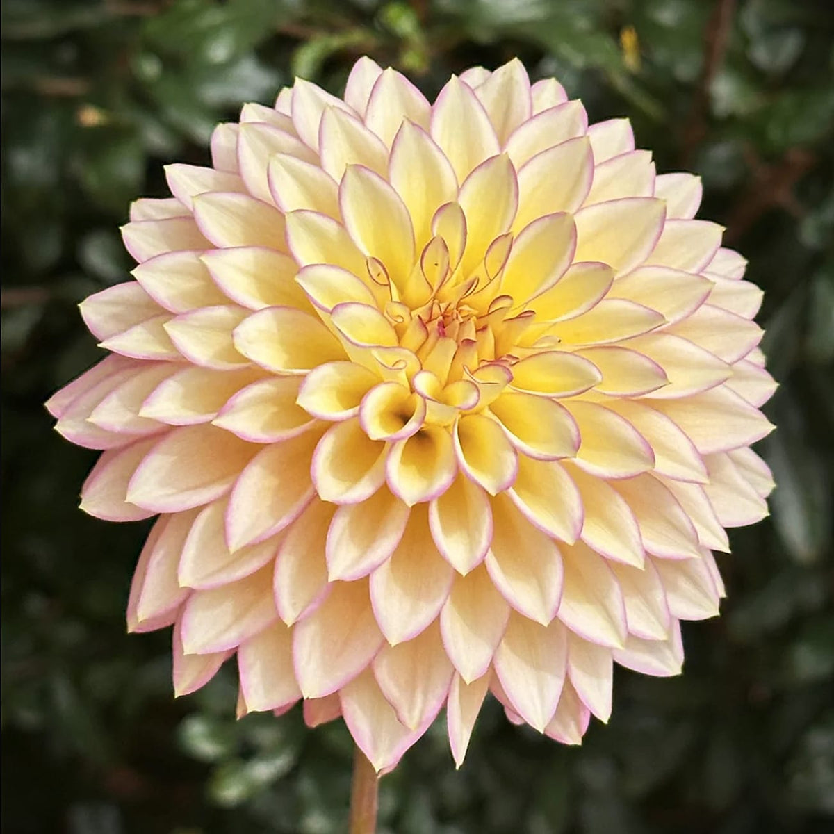 Bloomquist Blush