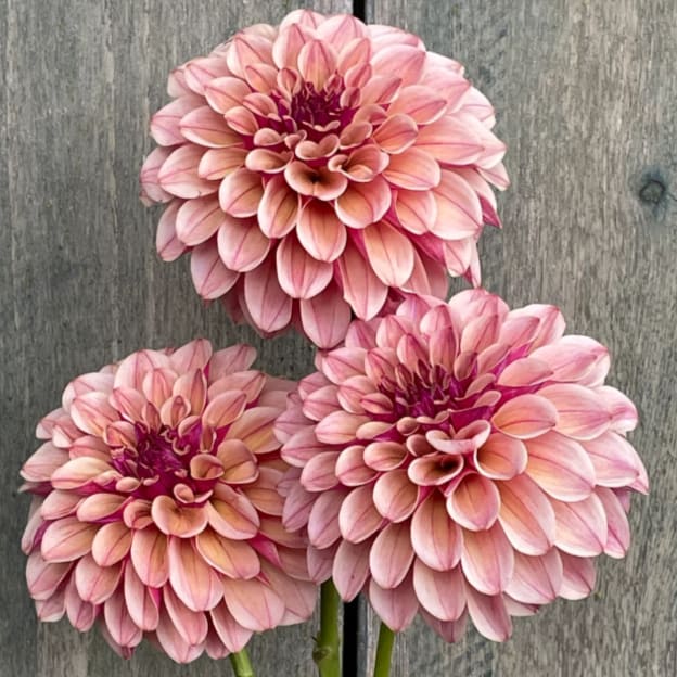 KA's Rhubarb