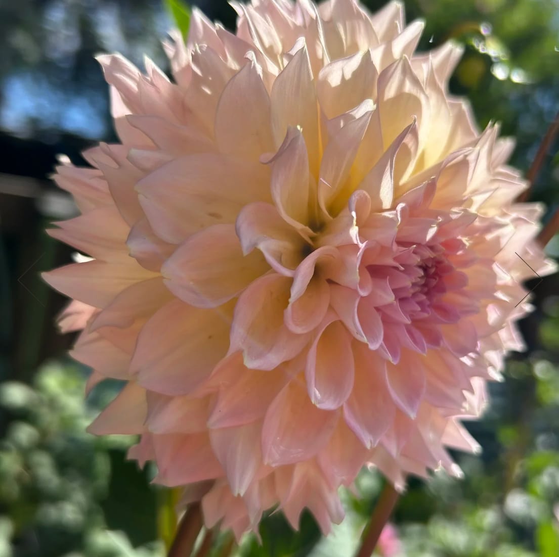 Lee's Pink Grapefruit