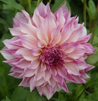 Cafe Au Lait Royal