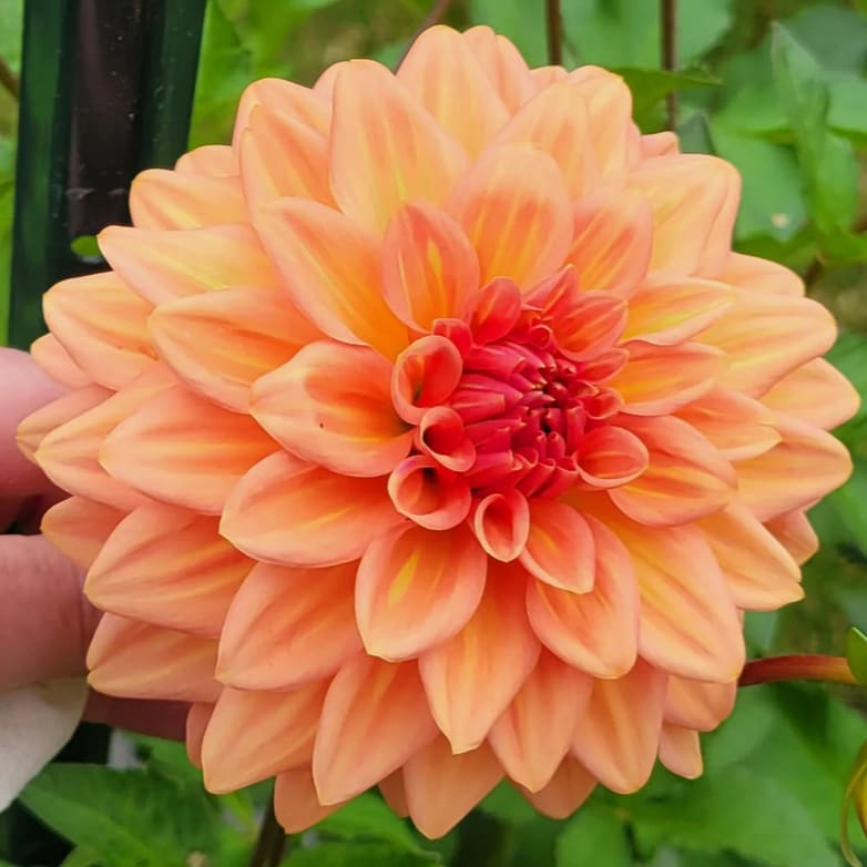 Coral Mystery